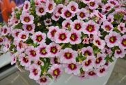 Calibrachoa hybrida PortuCal Trailing Purple Eye (12 cm)
