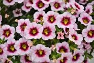 Calibrachoa hybrida PortuCal Trailing Purple Eye (XXL)