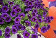 Calibrachoa hybrida PortuCal Trailing Blue (12 cm)