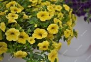 Calibrachoa hybrida PortuCal Trailing Yellow (12 cm)