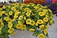 Calibrachoa hybrida PortuCal Trailing Yellow (12 cm)