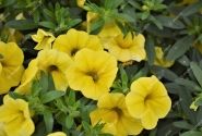 Calibrachoa hybrida PortuCal Trailing Yellow (12 cm)