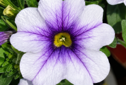 Calibrachoa hybrida PortuCal Patio Blue Vein (12cm)