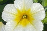 Calibrachoa hybrida PortuCal Patio Lemon-White (12 cm)