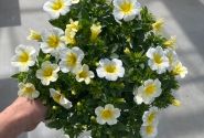 Calibrachoa hybrida PortuCal Patio Lemon-White (12 cm)
