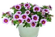 Calibrachoa hybrida PortuCal Double Pink Purple Eye (12cm)