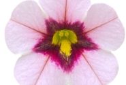 Calibrachoa hybrida PortuCal Double Pink Purple Eye (12cm)