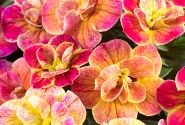 Calibrachoa hybrida Chameleon Double 4 Desert Rose (12 cm)