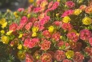 Calibrachoa hybrida Chameleon Double 4 Desert Rose (12 cm)