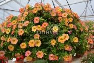 Calibrachoa hybrida Chameleon Sunshine Berry (XXL)