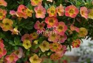 Calibrachoa hybrida Chameleon Sunshine Berry (XXL)