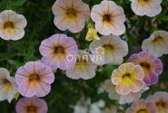 Calibrachoa hybrida Chameleon Blueberry Scone (12cm)