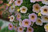 Calibrachoa hybrida Chameleon Blueberry Scone (12cm)