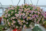 Calibrachoa hybrida Chameleon Blueberry Scone (12cm)