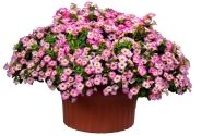 Calibrachoa hybrida Chameleon Starlet Pink (12cm)
