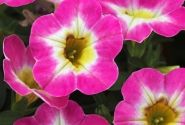 Calibrachoa hybrida Chameleon Starlet Pink (12cm)
