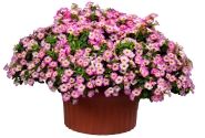 Calibrachoa hybrida Chameleon Starlet Pink (XXL)