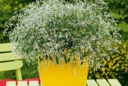 Chamaesyce hypericifolia Diamond Frost
