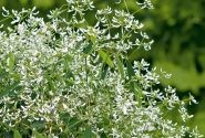 Chamaesyce hypericifolia Diamond Frost