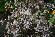Chamaesyce hypericifolia Mont Blanc