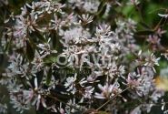 Chamaesyce hypericifolia Mont Blanc