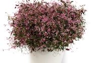 Chamaesyce hypericifolia Starblast Pink