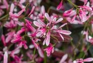 Chamaesyce hypericifolia Starblast Pink
