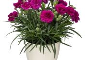 Dianthus caryophyllus Dinamic Violet