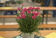 Dianthus caryophyllus Dinamic Burgundy Bicolor