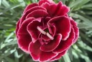 Dianthus caryophyllus Dinamic Burgundy Bicolor