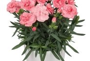 Dianthus caryophyllus Dinamic Rose