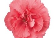 Dianthus caryophyllus Dinamic Rose