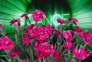 Dianthus caryophyllus Dancing Jive (12 cm)