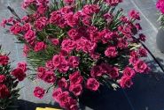 Dianthus caryophyllus Dancing Jive (12 cm)