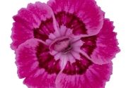 Dianthus caryophyllus Dancing Jive (12 cm)