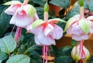 Fuchsia hybrida Southgate (nokarena)