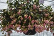 Fuchsia hybrida Southgate (nokarena)