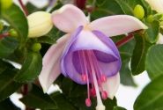 Fuchsia hybrida Jollies Macon (stāva)