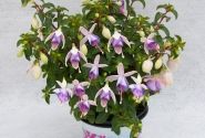 Fuchsia hybrida Jollies Macon (stāva)