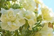 Petunia atkinsiana Tumbelina Susanna (XXL)