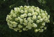 Petunia atkinsiana Tumbelina Susanna (XXL)