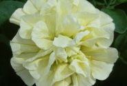 Petunia atkinsiana Tumbelina Susanna (XXL)