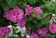 Petunia atkinsiana Tumbelina Candyfloss (12cm)
