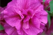Petunia atkinsiana Tumbelina Candyfloss (12cm)