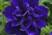 Petunia atkinsiana Tumbelina Belinda (12cm)