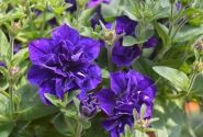 Petunia atkinsiana Tumbelina Belinda (XXL)
