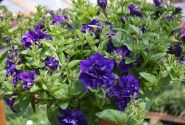 Petunia atkinsiana Tumbelina Belinda (XXL)