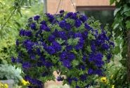 Petunia atkinsiana Tumbelina Belinda (XXL)