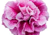 Petunia atkinsiana Tumbelina Francesca (12 cm)
