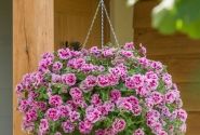 Petunia atkinsiana Tumbelina Francesca (12 cm)